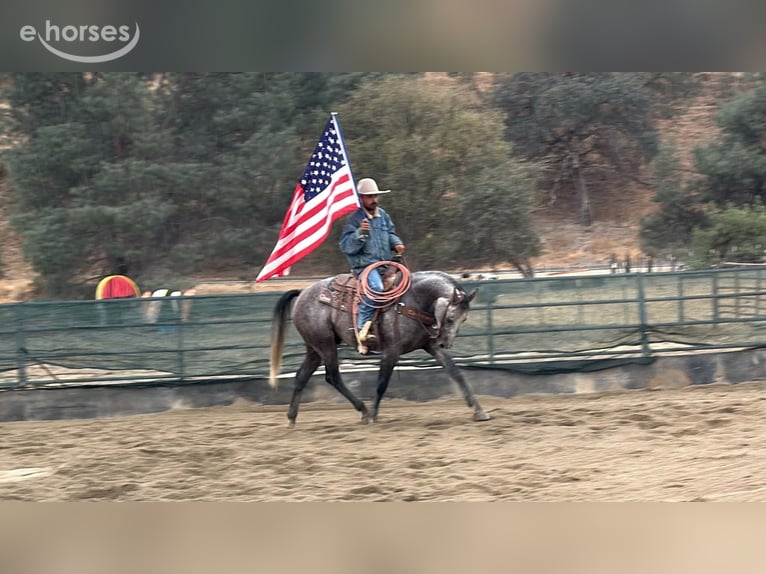 American Quarter Horse Wallach 5 Jahre Schimmel in Tres Pinos