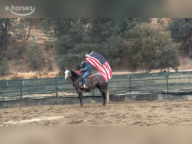 American Quarter Horse Wallach 5 Jahre Schimmel in Tres Pinos