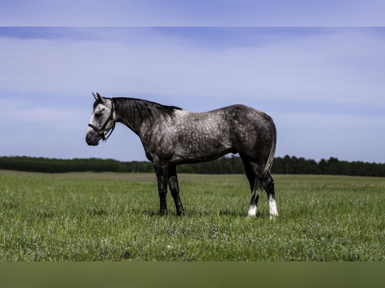 American Quarter Horse Wallach 5 Jahre Schimmel in Nevis