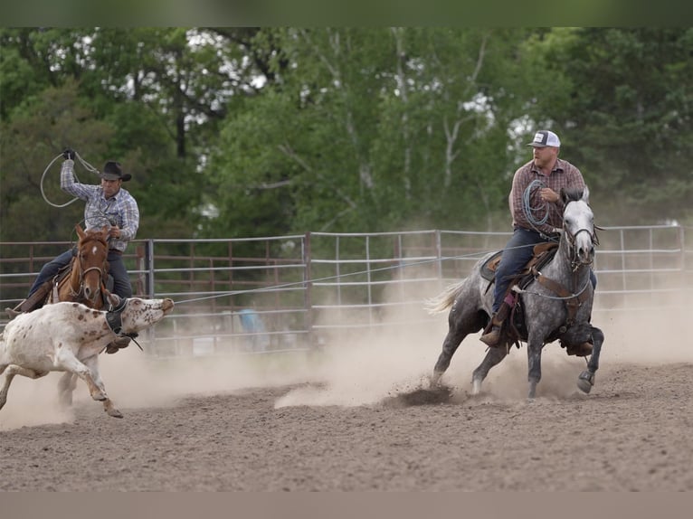 American Quarter Horse Wallach 5 Jahre Schimmel in Nevis