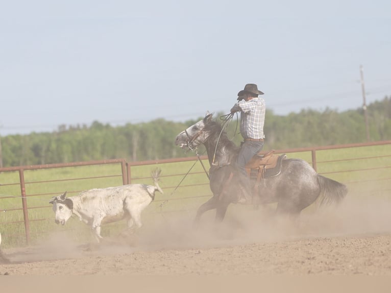 American Quarter Horse Wallach 5 Jahre Schimmel in Nevis