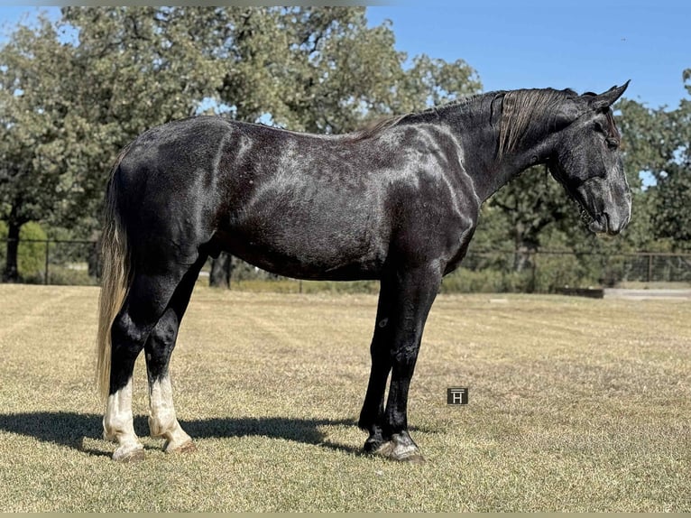 American Quarter Horse Wallach 5 Jahre Schimmel in Jacksboro TX
