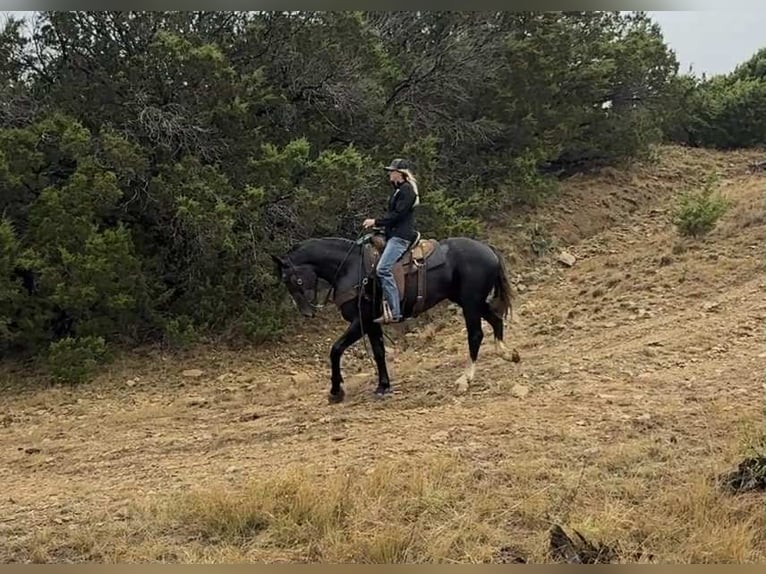 American Quarter Horse Wallach 5 Jahre Schimmel in Jacksboro TX