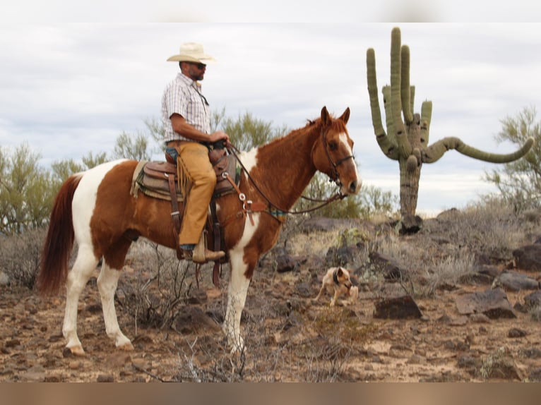 American Quarter Horse Wallach 5 Jahre Tobiano-alle-Farben in Congress AZ
