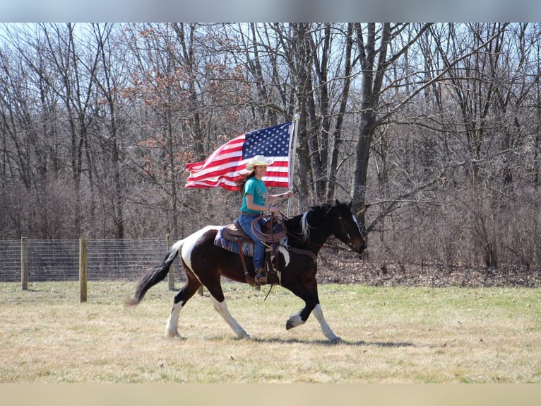 American Quarter Horse Wallach 5 Jahre Tobiano-alle-Farben in Howell, MI