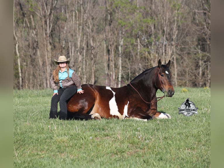 American Quarter Horse Wallach 5 Jahre Tobiano-alle-Farben in Mount Vernon