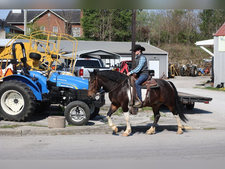 American Quarter Horse Wallach 5 Jahre Tobiano-alle-Farben in Mount Vernon