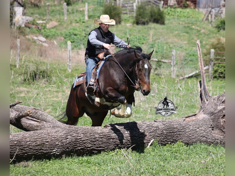 American Quarter Horse Wallach 5 Jahre Tobiano-alle-Farben in Mount Vernon