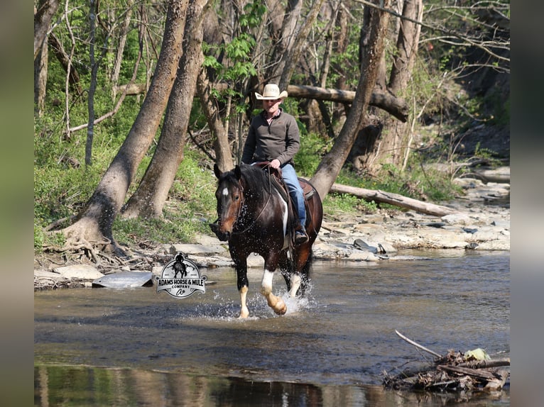 American Quarter Horse Wallach 5 Jahre Tobiano-alle-Farben in Mount Vernon