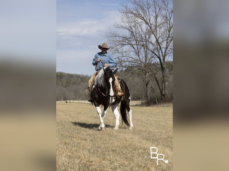 American Quarter Horse Wallach 5 Jahre Tobiano-alle-Farben in Mountain Grove MO