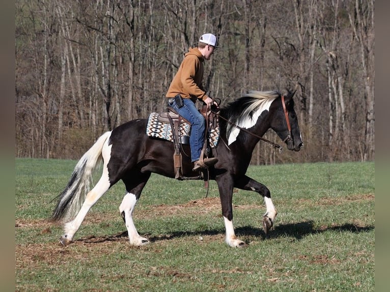 American Quarter Horse Wallach 5 Jahre Tobiano-alle-Farben in Parkers Lake, KY