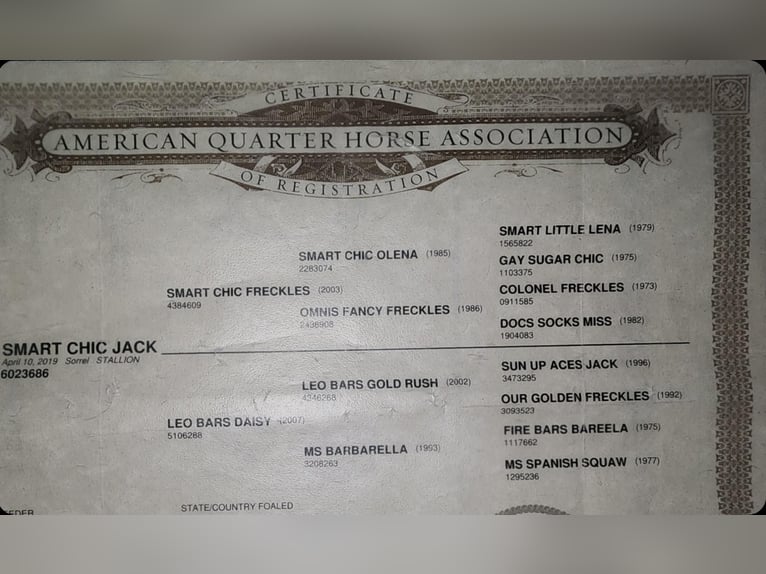 American Quarter Horse Wallach 5 Jahre in Lexington IN