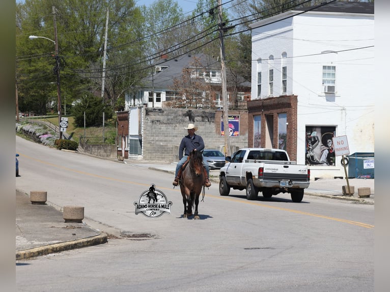 American Quarter Horse Wallach 5 Jahre  in Mount Vernon