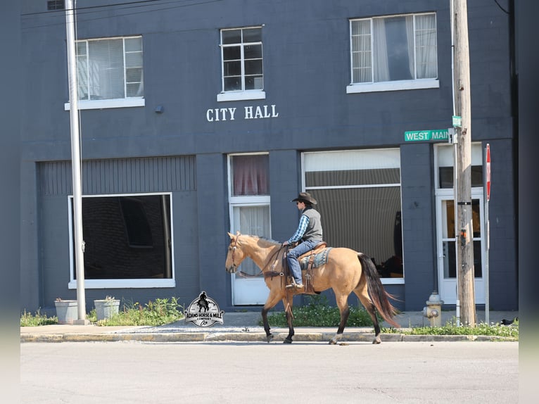 American Quarter Horse Wallach 5 Jahre  in Mount Vernon