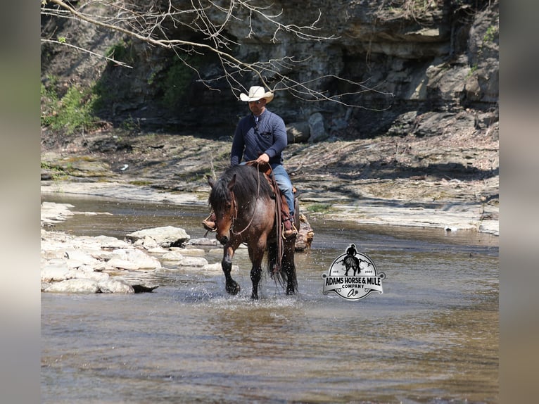 American Quarter Horse Wallach 5 Jahre  in Mount Vernon