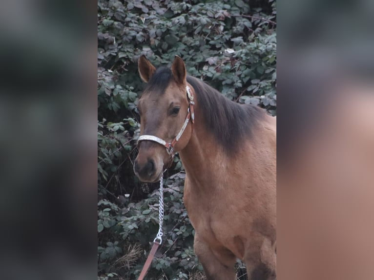 American Quarter Horse Wallach 5 Jahre  in Blaubach