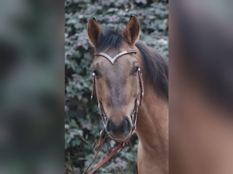 American Quarter Horse Wallach 5 Jahre  in Blaubach