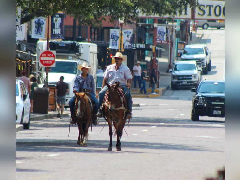 American Quarter Horse Wallach 6 Jahre 130 cm Dunkelfuchs in Stephenville TX