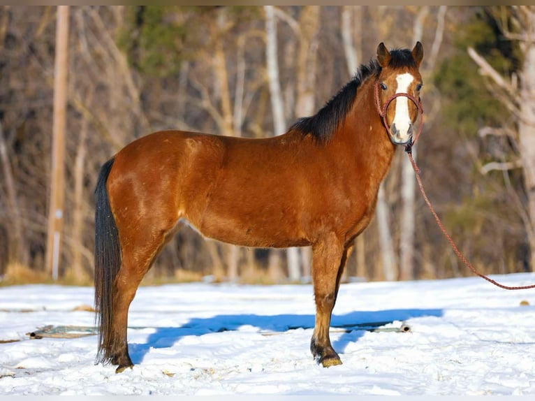 American Quarter Horse Wallach 6 Jahre 130 cm Rotbrauner in Santa Fe TN