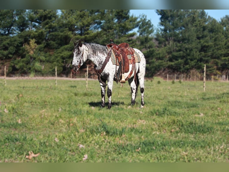 American Quarter Horse Wallach 6 Jahre 132 cm Schimmel in North Judson In