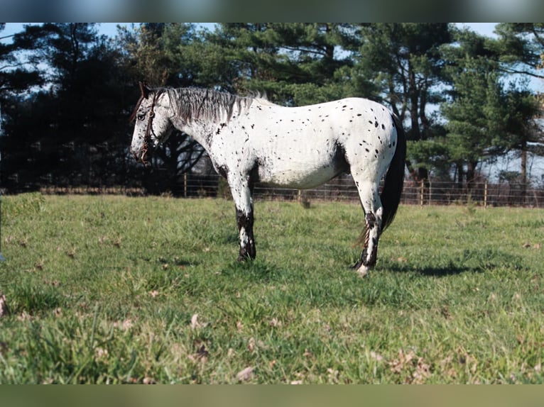 American Quarter Horse Wallach 6 Jahre 132 cm Schimmel in North Judson In