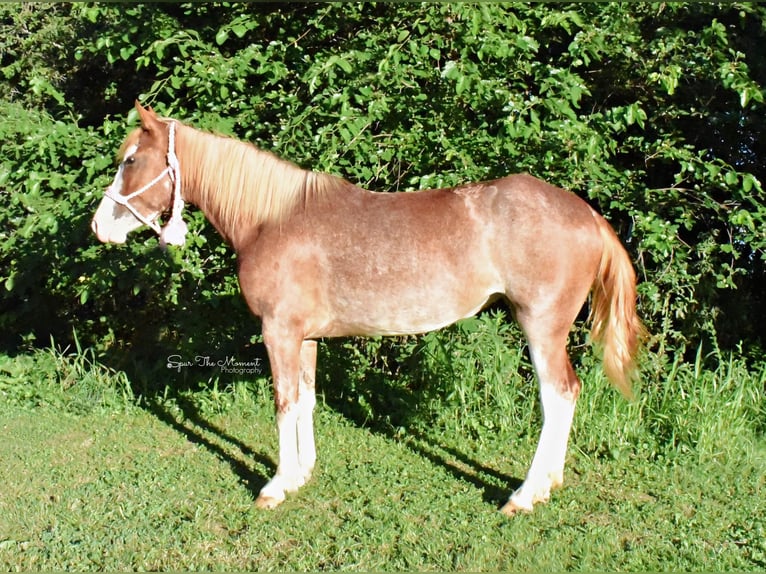 American Quarter Horse Wallach 6 Jahre 135 cm Roan-Red in Van Horne IA