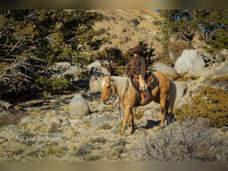 American Quarter Horse Wallach 6 Jahre 137 cm Palomino in Cody, WY