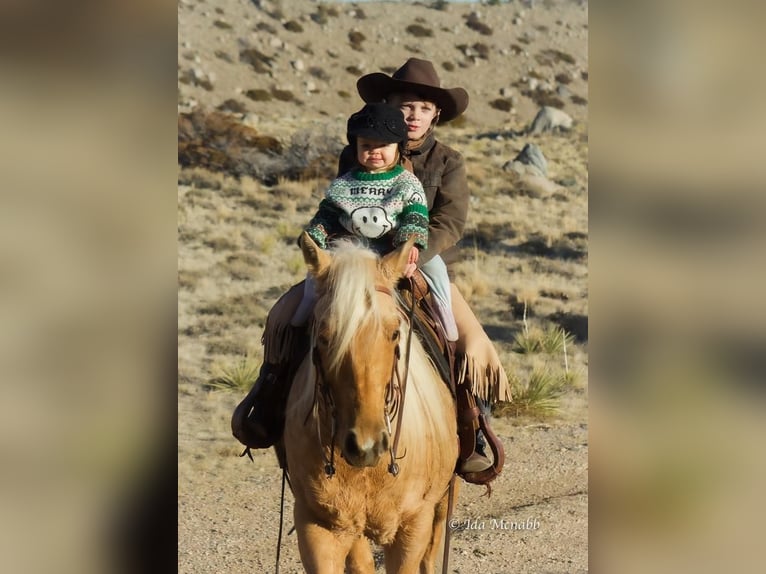 American Quarter Horse Wallach 6 Jahre 137 cm Palomino in Cody, WY