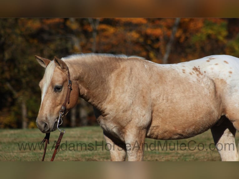 American Quarter Horse Wallach 6 Jahre 140 cm Palomino in Mount Vernon