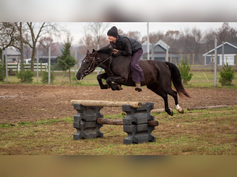 American Quarter Horse Wallach 6 Jahre 140 cm Rappe in Shipshewana IN