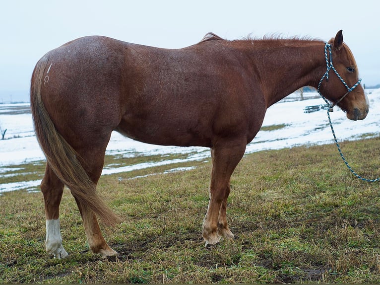 American Quarter Horse Wallach 6 Jahre 140 cm Roan-Red in Joy