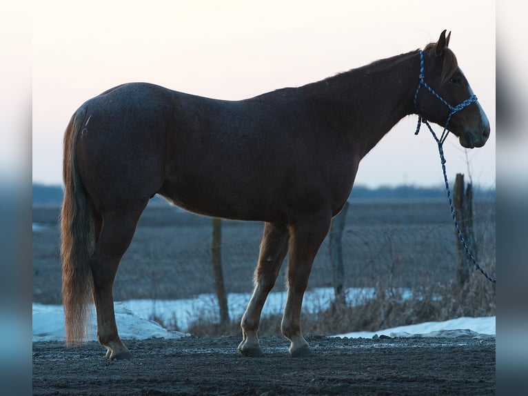 American Quarter Horse Wallach 6 Jahre 140 cm Roan-Red in Joy