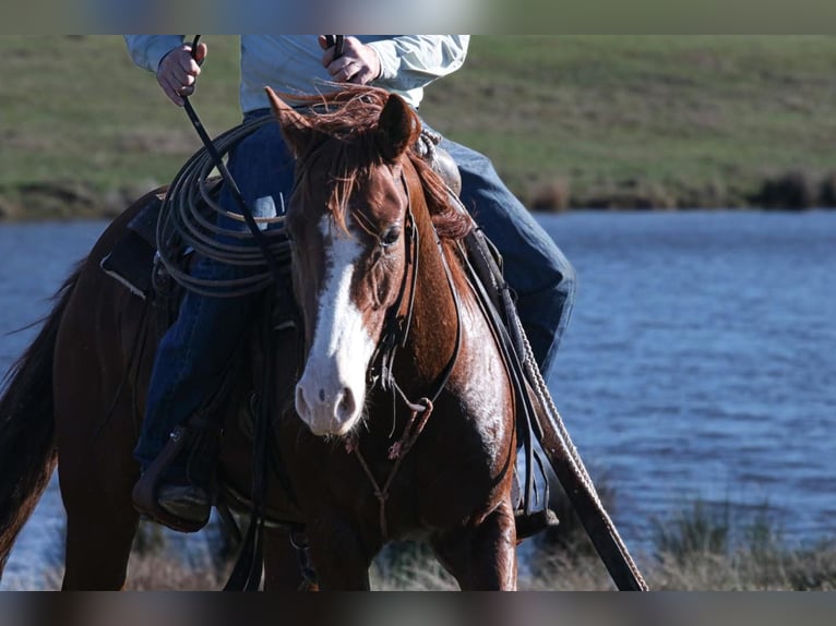 American Quarter Horse Wallach 6 Jahre 142 cm Brauner in Fort Worth Texas