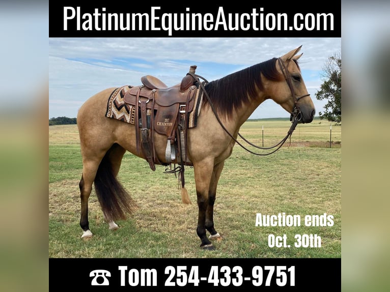 American Quarter Horse Wallach 6 Jahre 142 cm Buckskin in Rising Star, TX