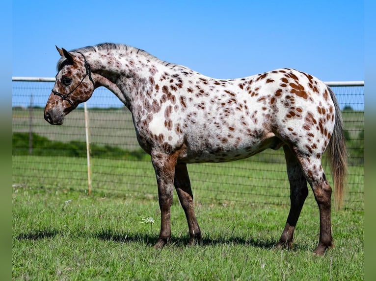 American Quarter Horse Wallach 6 Jahre 142 cm Dunkelfuchs in cANTON tx