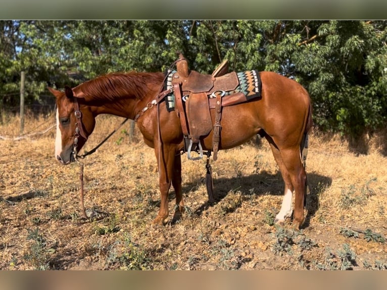 American Quarter Horse Wallach 6 Jahre 142 cm Dunkelfuchs in Atwater CA