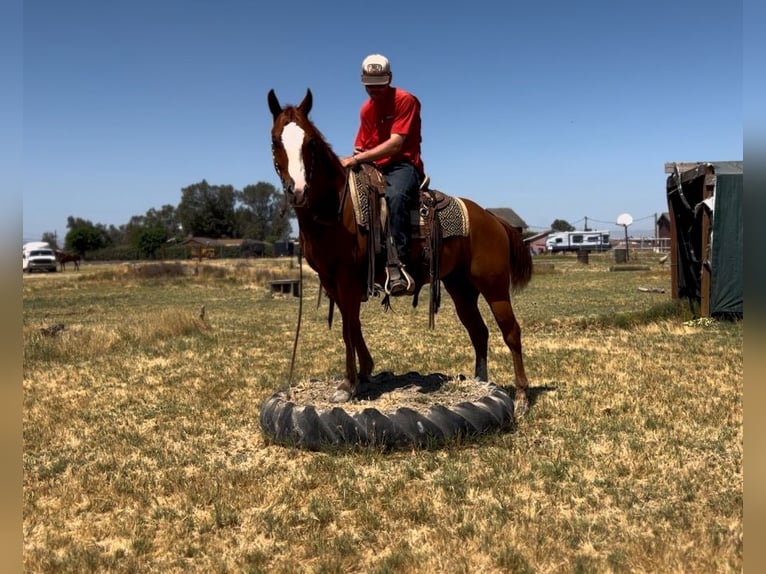 American Quarter Horse Wallach 6 Jahre 142 cm Dunkelfuchs in Atwater CA