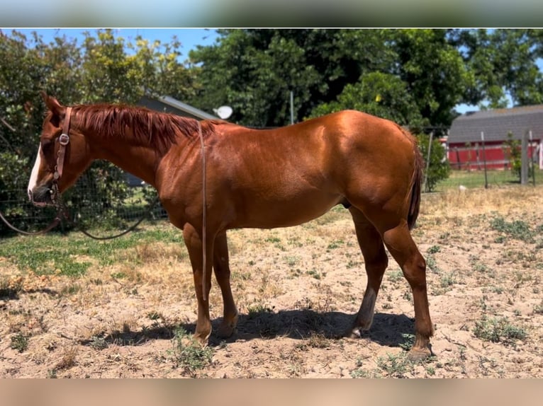 American Quarter Horse Wallach 6 Jahre 142 cm Dunkelfuchs in Atwater CA