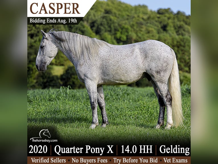 American Quarter Horse Mix Wallach 6 Jahre 142 cm Fliegenschimmel in Berea, KY