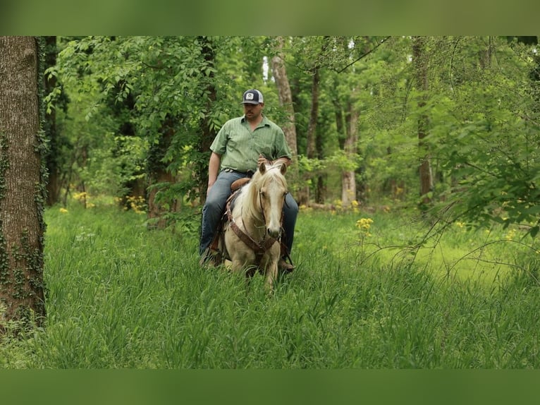 American Quarter Horse Wallach 6 Jahre 142 cm Palomino in Herrick