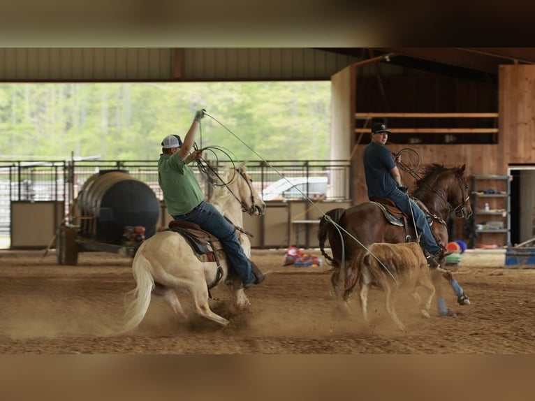 American Quarter Horse Wallach 6 Jahre 142 cm Palomino in Herrick