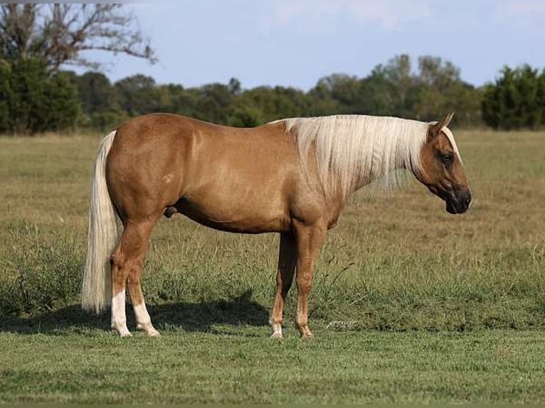 American Quarter Horse Wallach 6 Jahre 142 cm Palomino in Los Angeles