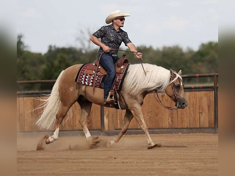 American Quarter Horse Wallach 6 Jahre 142 cm Palomino in Los Angeles