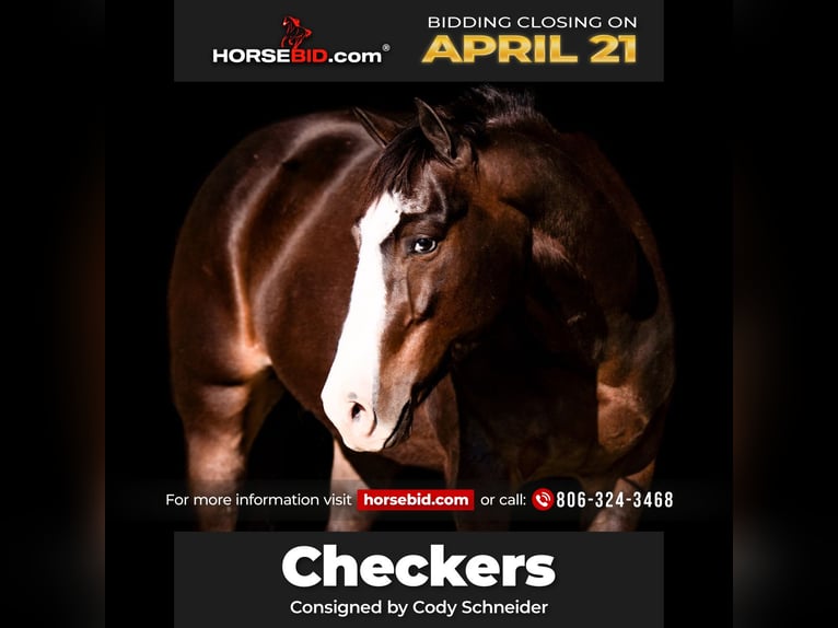 American Quarter Horse Wallach 6 Jahre 142 cm in Canyon, TX