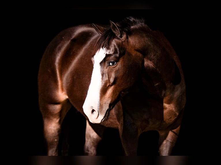 American Quarter Horse Wallach 6 Jahre 142 cm in Canyon, TX