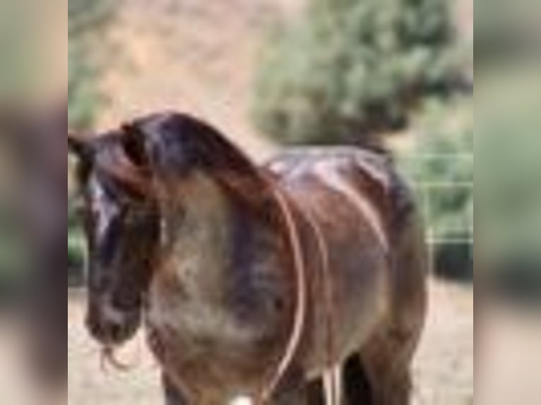 American Quarter Horse Wallach 6 Jahre 142 cm Roan-Blue in Bitterwater CA