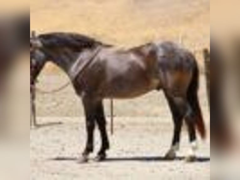 American Quarter Horse Wallach 6 Jahre 142 cm Roan-Blue in Bitterwater CA