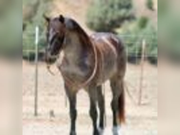 American Quarter Horse Wallach 6 Jahre 142 cm Roan-Blue in Bitterwater CA