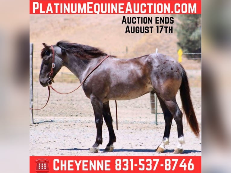 American Quarter Horse Wallach 6 Jahre 142 cm Roan-Blue in Bitterwater CA