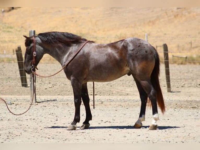 American Quarter Horse Wallach 6 Jahre 142 cm Roan-Blue in Bitterwater CA